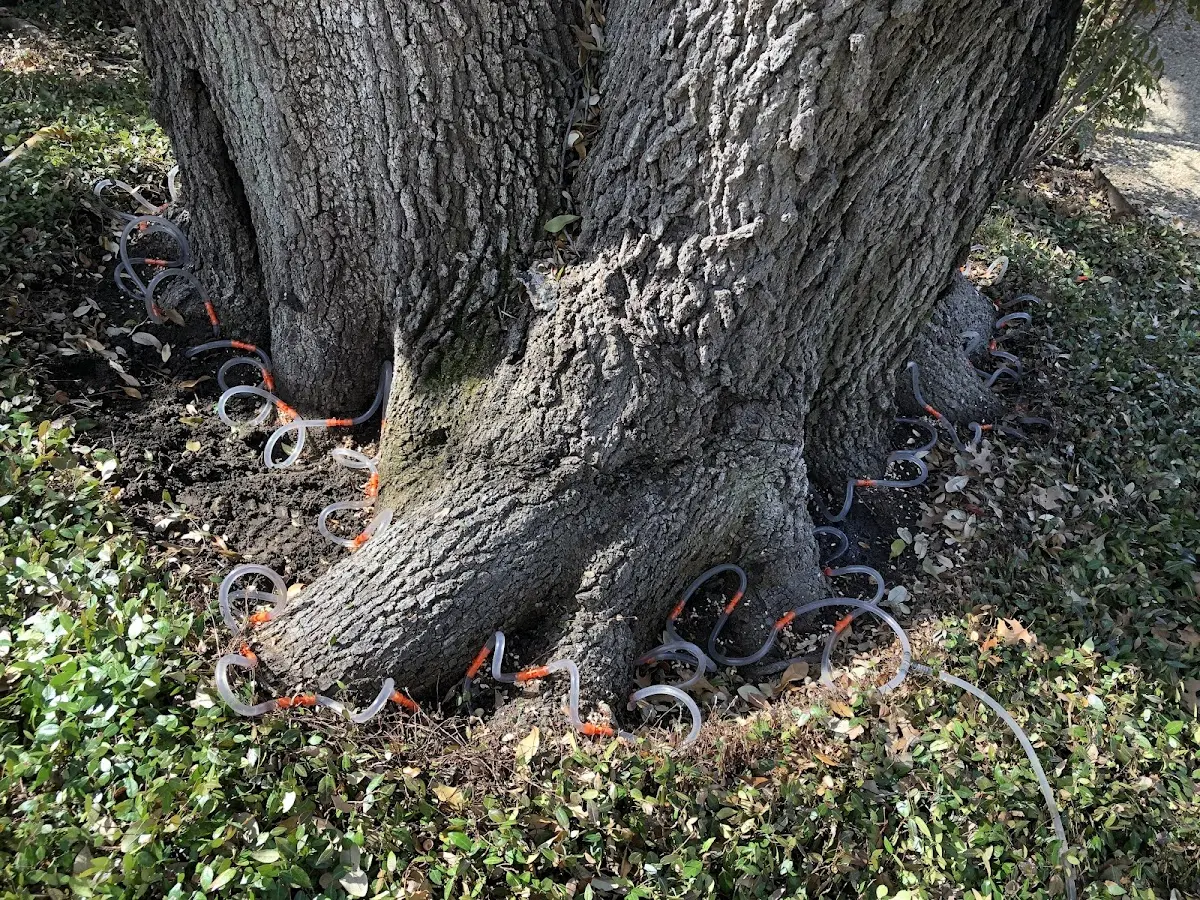 Detailed Shrub and Hedge Trimming job site in Cleburne