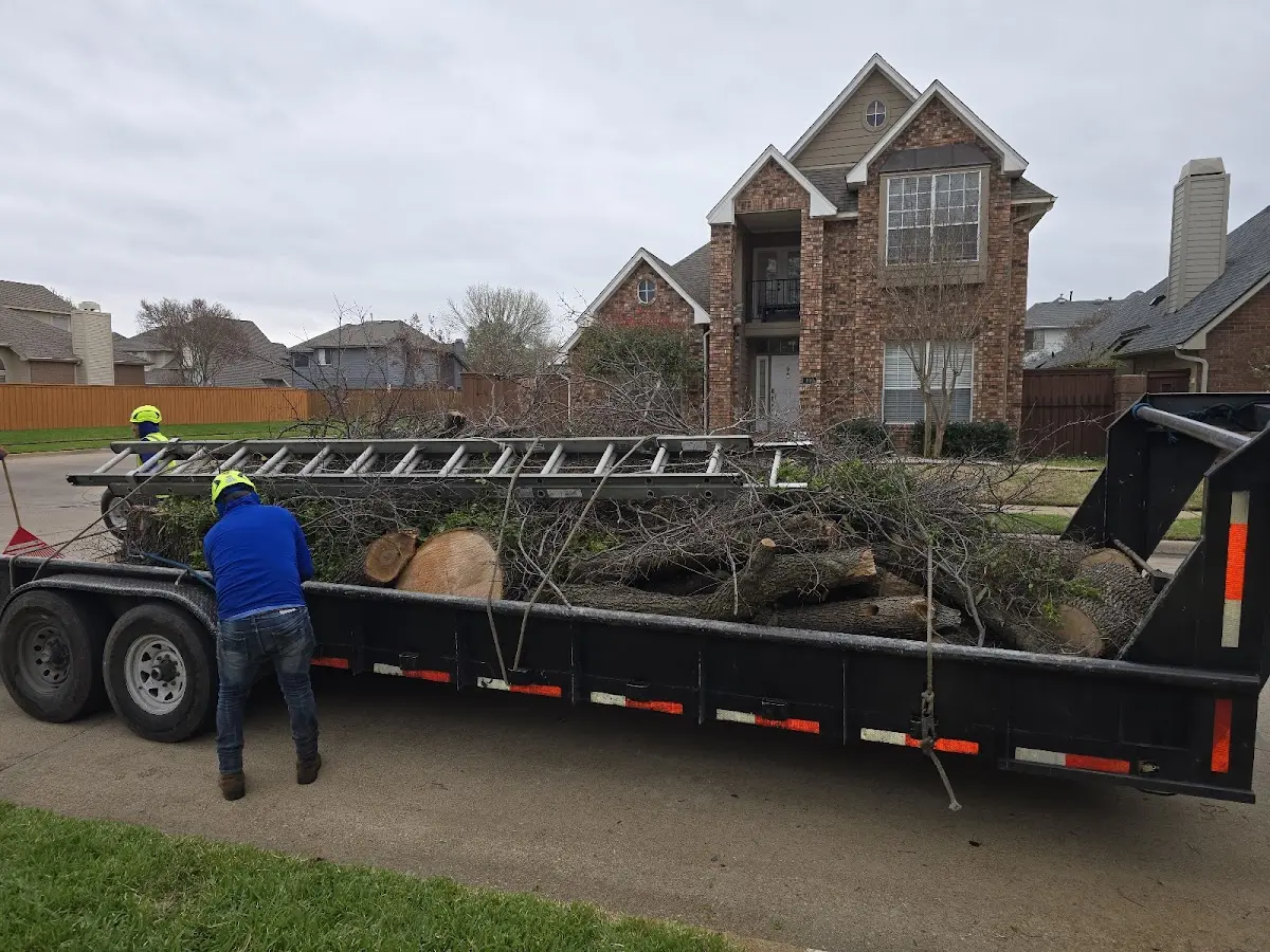 Expert Tree Pest Control with proper safety equipment in Cleburne